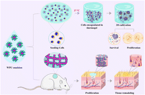 Graphical abstract: Injectable thermogel constructed from self-assembled polyurethane micelle networks for 3D cell culture and wound treatment