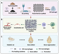 Graphical abstract: Small intestine submucosa decorated 3D printed scaffold accelerated diabetic bone regeneration by ameliorating the microenvironment