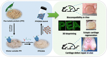 Graphical abstract: A biocompatible pea protein isolate-derived bioink for 3D bioprinting and tissue engineering