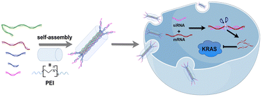 Graphical abstract: Polyethyleneimine-mediated assembly of DNA nanotubes for KRAS siRNA delivery in lung adenocarcinoma therapy