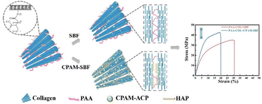 Graphical abstract: Assembled collagen films modified using polyacrylic acid with improved mechanical properties via mineralization
