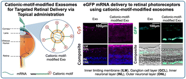 Graphical abstract: Cationic-motif-modified exosomes for mRNA delivery to retinal photoreceptors