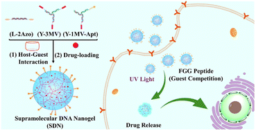 Graphical abstract: Supramolecular DNA nanogels through host–guest interaction for targeted drug delivery
