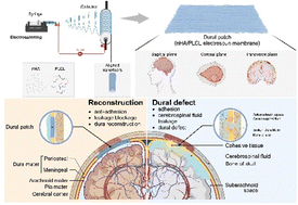 Graphical abstract: A robust and biodegradable hydroxyapatite/poly(lactide-co-ε-caprolactone) electrospun membrane for dura repair