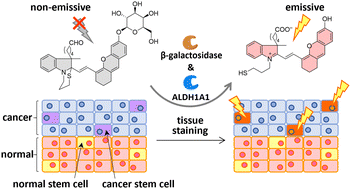 Graphical abstract: Dual-responsive near-infrared turn-on fluorescent probe for cancer stem cell-specific visualization