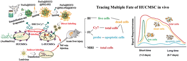 Graphical abstract: A multi-modality imaging strategy to determine the multiple in vivo fates of human umbilical cord mesenchymal stem cells at different periods of acute liver injury treatment