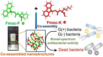 Graphical abstract: A broad-spectrum antibacterial hydrogel based on the synergistic action of Fmoc–phenylalanine and Fmoc–lysine in a co-assembled state