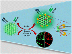 Graphical abstract: Nitrogen-doped carbon dots: a novel biosensing platform for selective norfloxacin detection and bioimaging
