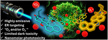 Graphical abstract: Heavy-atom-free π-twisted photosensitizers for fluorescence bioimaging and photodynamic therapy