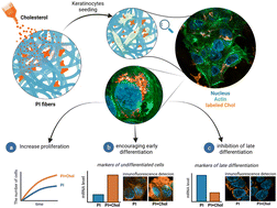 Graphical abstract: Controlled therapeutic cholesterol delivery to cells for the proliferation and differentiation of keratinocytes