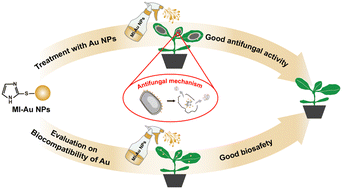 Graphical abstract: Mercaptoimidazole-capped gold nanoparticles as a potent agent against plant pathogenic fungi