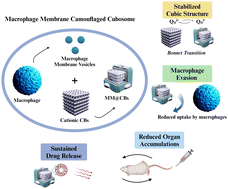 Graphical abstract: Preparation and characterization of macrophage membrane camouflaged cubosomes as a stabilized and immune evasive biomimetic nano-DDS