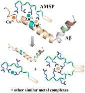 Graphical abstract: A smart adaptable metal sequestering peptide conjugate to modulate Aβ fibrillar aggregation