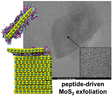 Graphical abstract: Sustainable, aqueous exfoliation of MoS2via bio-inspired avenues