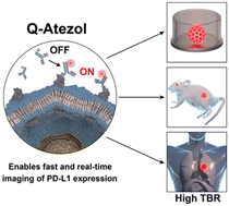 Graphical abstract: Activatable near-infrared fluorescence probe for real-time imaging of PD-L1 expression in tumors