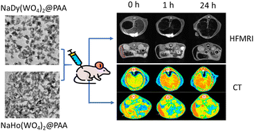 Graphical abstract: Sodium lanthanide tungstate-based nanoparticles as bimodal contrast agents for in vivo high-field MRI and CT imaging