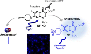 Graphical abstract: Simultaneous photoactivation of a fluoroquinolone antibiotic and nitric oxide with fluorescence reporting