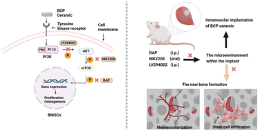 Graphical abstract: PI3K/AKT/mTOR signaling regulates BCP ceramic-induced osteogenesis