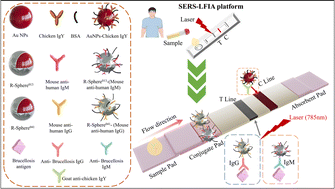 Graphical abstract: Combined and rapid detection of anti-Brucella IgG/IgM in clinical samples based on surface-enhanced Raman scattering-lateral flow immunochromatography