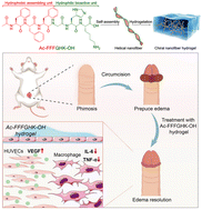 Graphical abstract: A self-assembling bioactive oligopeptide hydrogel for the treatment of edema following prepuce surgery