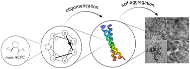 Graphical abstract: Boosting stability: a hierarchical approach for self-assembling peptide structures