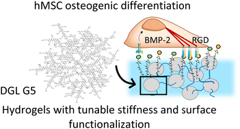 Graphical abstract: Bioactive hydrogels based on lysine dendrigrafts as crosslinkers: tailoring elastic properties to influence hMSC osteogenic differentiation
