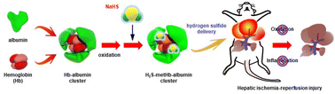 Graphical abstract: Hydrosulphide–methaemoglobin–albumin cluster: a hydrogen sulphide donor