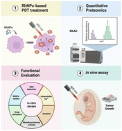 Graphical abstract: Advancing rhodium nanoparticle-based photodynamic cancer therapy: quantitative proteomics and in vivo assessment reveal mechanisms targeting tumor metabolism, progression and drug resistance