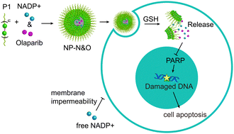 Graphical abstract: Enhancing PARP inhibitor efficacy using reduction-responsive nanoparticles encapsulating NADP+