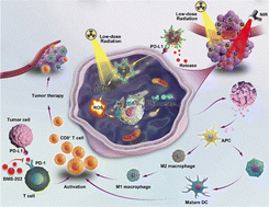 Graphical abstract: Radiation-activated PD-L1 aptamer-functionalized nanoradiosensitizer to potentiate antitumor immunity in combined radioimmunotherapy and photothermal therapy