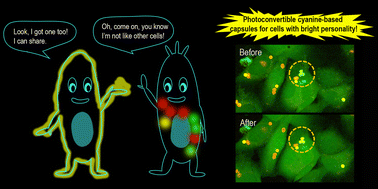 Graphical abstract: Exchange of free and capsule conjugated cyanine dyes between cells