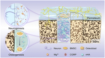 Graphical abstract: A bilayer hydrogel mimicking the periosteum-bone structure for innervated bone regeneration