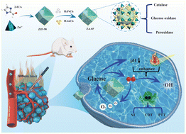 Graphical abstract: Efficient bionic nanozyme based on AuPt NPs@ZIF-90 used for cyclic catalysis multimodal tumor therapy