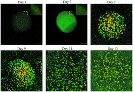 Graphical abstract: Hierarchical biofilm models using sodium alginate beads containing bacteria embedded in a cellulose–chitosan hydrogel matrix