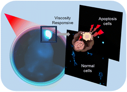 Graphical abstract: Mechanistic study of tumor fluorescence response signals based on a near-infrared viscosity-sensitive probe