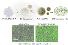 Graphical abstract: Zeolitic imidazolate frameworks enhanced transfection efficiency of mRNA loaded lipid nanoparticles