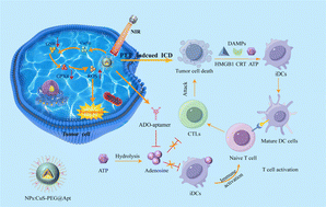 Graphical abstract: Combination of adenosine blockade and ferroptosis for photo-immunotherapy of triple negative breast cancer with aptamer-modified copper sulfide