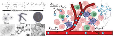 Graphical abstract: Morphological insights in oxidative sensitive nanocarrier pharmacokinetics, targeting, and photodynamic therapy