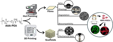 Graphical abstract: Synthesis and characterization of poly(ester amide)-based materials for 3D printing of tissue engineering scaffolds