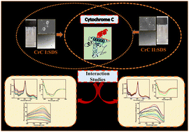 Graphical abstract: An integrative study to unlock the self-assembling and interaction studies of chromium-based metallo–catanionic surfactant mixtures with cytochrome c
