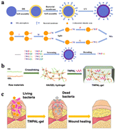 Graphical abstract: Screening of an antimicrobial peptide-TWPAL and its application in hydrogels for wound healing