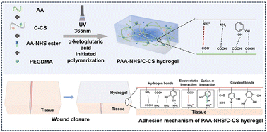 Graphical abstract: Robust-adhesion and high-mechanical strength hydrogel for efficient wet tissue adhesion