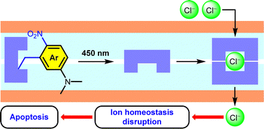 Graphical abstract: Illuminating apoptosis: a visible light-activated chloride carrier for chloride transport and cell death