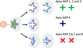 Graphical abstract: Incorporation of polymerizable linkers into aptamers for high-affinity nanoscale molecularly imprinted polymer hybrids: analysis of positional selectivity
