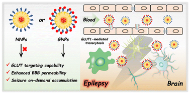 Graphical abstract: Nanoparticles modified with glucose analogs to enhance the permeability of the blood–brain barrier and their accumulation in the epileptic brain