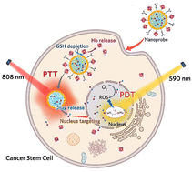 Graphical abstract: Targeting and structural engineering of light-responsive nanoprobes for hierarchical therapy: construction, optimization, and applications in cancer stem cells
