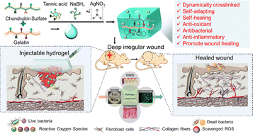 Graphical abstract: A dynamically crosslinked, self-adapting, injectable gelatin–chondroitin sulfate hydrogel with antibacterial and antioxidant properties for treatment of deep and irregular wounds