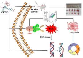 Graphical abstract: Discovery of Pt(ii) complexes based on a terpyridine skeleton and study of their antiproliferative activity against pancreatic cancer cells