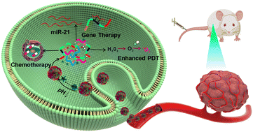 Graphical abstract: A self-catabolic smart DNAzyme nanocapsule for amplified chemo-photodynamic therapy