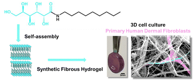 Graphical abstract: The potential of carbohydrate supramolecular hydrogels for long-term 3D culture of primary fibroblasts